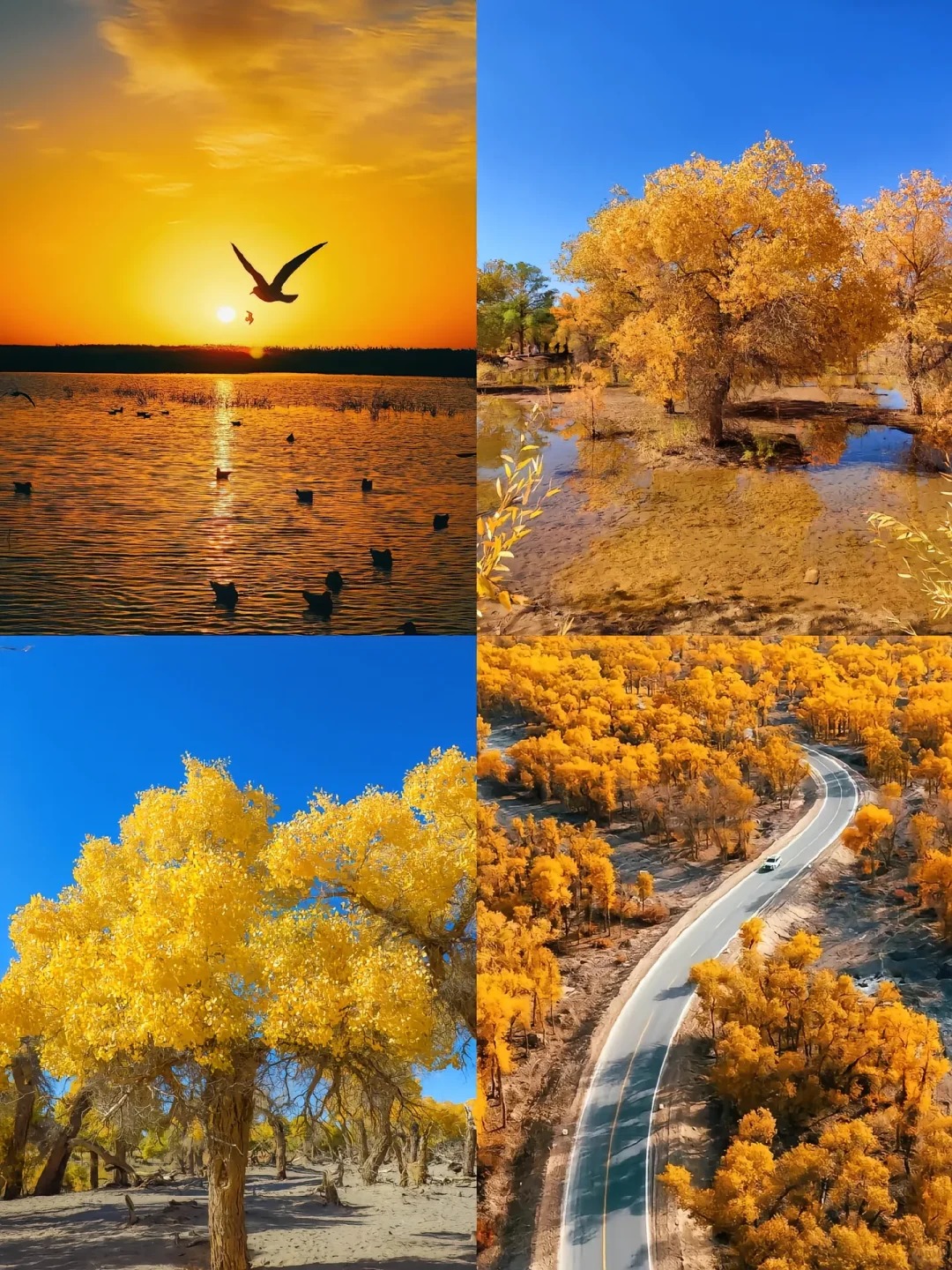 当我走进西北的金秋🍂_2_小何的旅行手册_额济纳旗-秋天-来自52tours 我爱旅游网